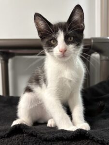 Sylvester