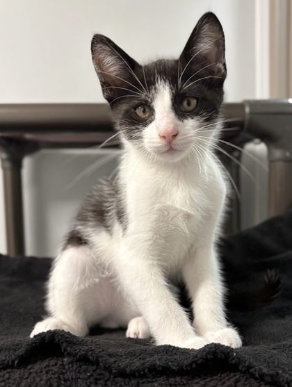 Sylvester