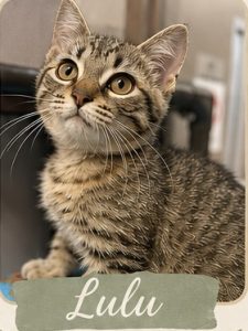 Lulu