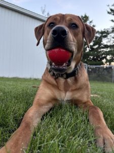 Rufus