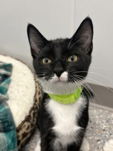 Mozzarella