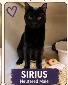 Sirius