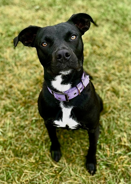 Belle