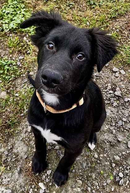 Clyde